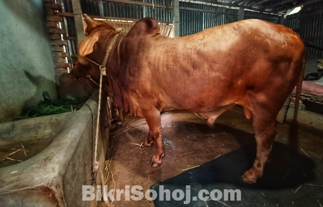 ষাঁড় গরু